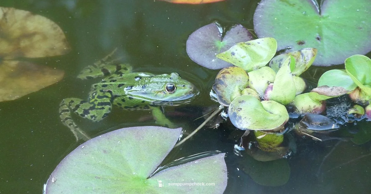 Water Sump Guide - Sump Pump Check