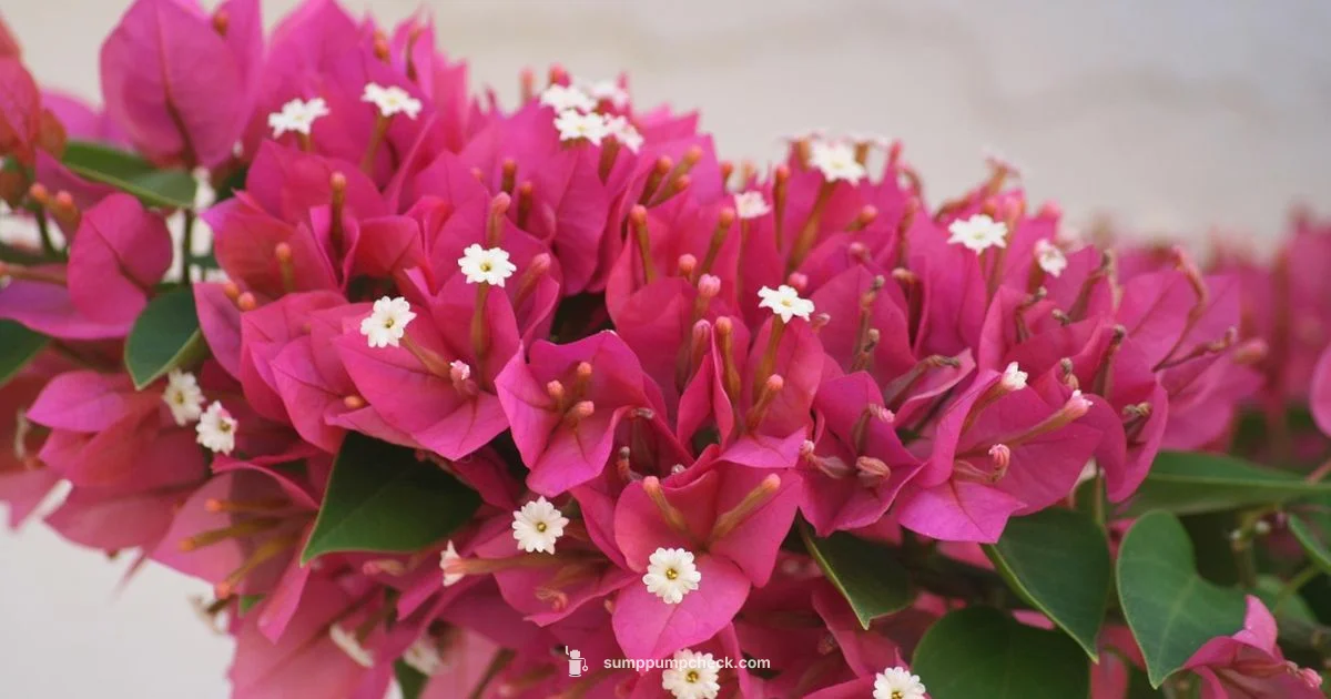 Choosing a Sump Pump Choosing a Sump Pump - Sump Pump Check