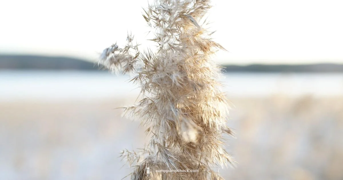 Winterize Sump Pump - Sump Pump Check